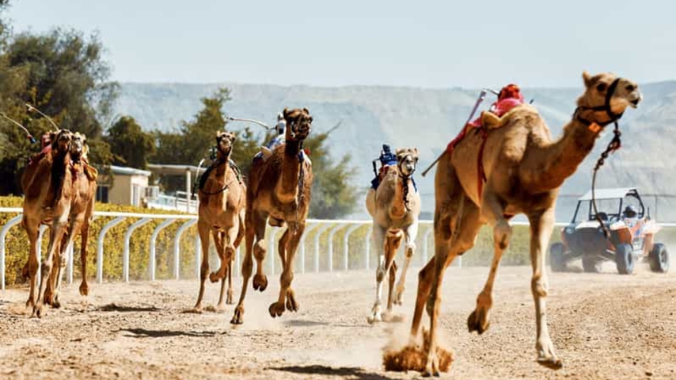 Camel Race at Al Marmoom Heritage Village Dubai