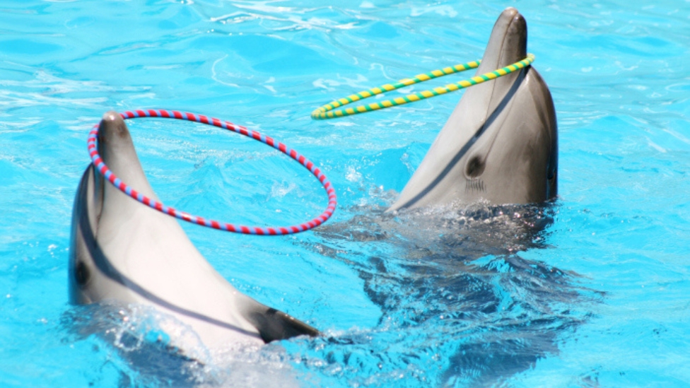 dubai dolphinarium