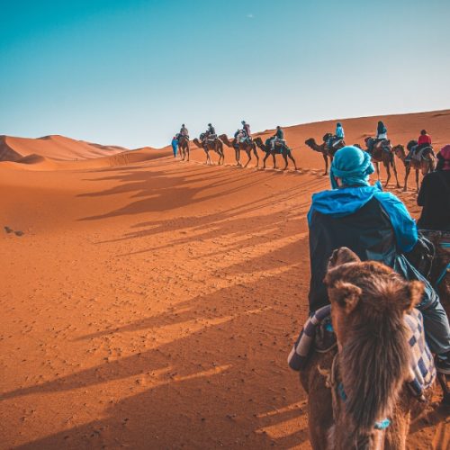 Abu Dhabi Camel Trek